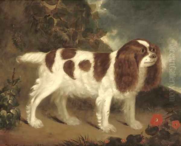 A King Charles Spaniel in a rocky landscape - view 1