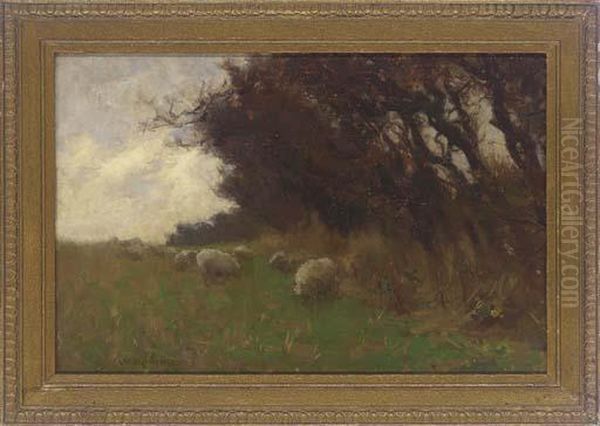 Sheep Grazing Beside A Wood - view 1