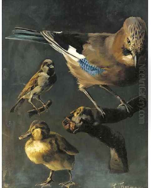 A jay, sparrow and duckling - view 1