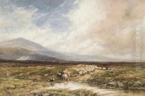 Driving Home The Flock, Dartmoor