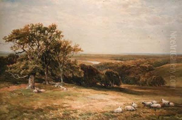Sheep Grazing In An Extensive Landscape - view 1