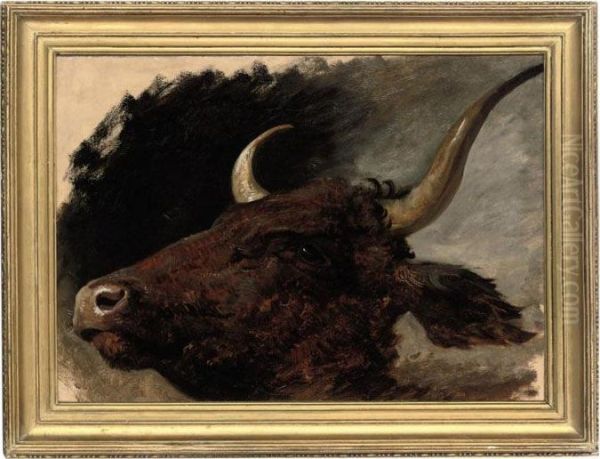 Head Study Of A Bull - view 1