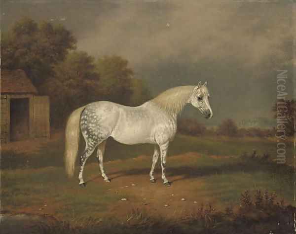 Skewbald horse - view 1