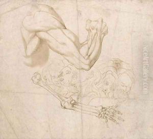 A shoulder and right arm and studies of the bones of the right arm and of five heads by Bartolomeo Torri