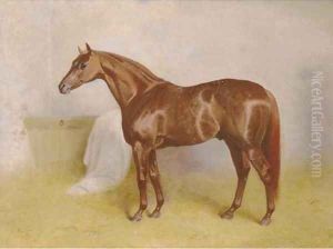 Charibert, a chestnut racehorse in a stable