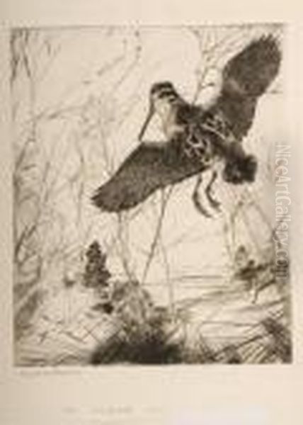 Woodcock - view 1