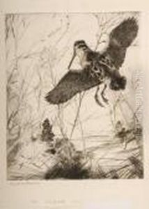 Woodcock by Frank Watson Wood