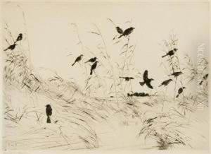 The V; Blackbirds And Rushes (paff 121; 170)