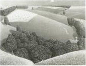 July Fifteenth (c. W-14) by Grant Wood