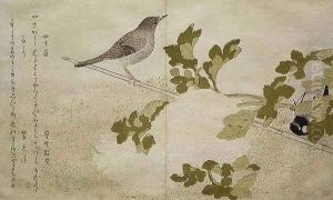 Manchurian Great Tit and a Robin, from an album Birds compared in Humorous Songs, 1791 by Kitagawa Utamaro