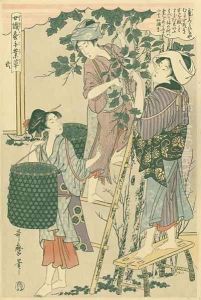 Picking mulberry leaves, no.2 from Joshoku kaiko tewaza-gusa, c.1800 by Kitagawa Utamaro
