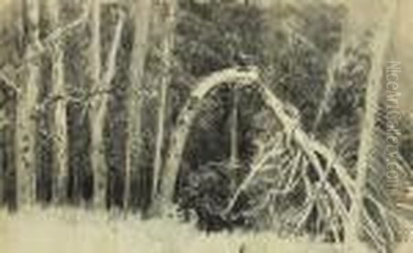 Blizzard. Broken Tree In The Forest - view 1