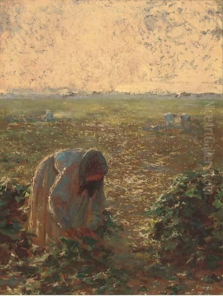 Picking Sugarbeet - view 1