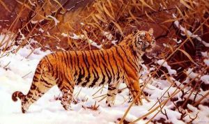 Siberischer Tiger In Einer Schneelandschaft (Siberian Tiger In A Winter Landscape) by Hugo Ungewitter
