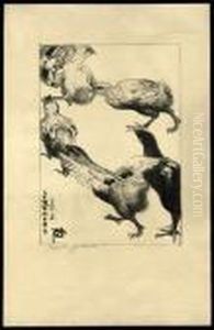 Chicks Chicks