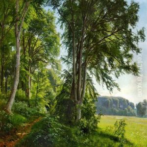 Junimorgen I Udkanten Af Saebygaards Skov Junimorgen I Udkanten Af Saebygaards Skov