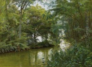 Ruisseau En Foret
