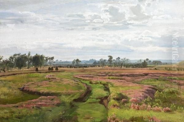 An Open Landscape With Flowering Heather - view 1