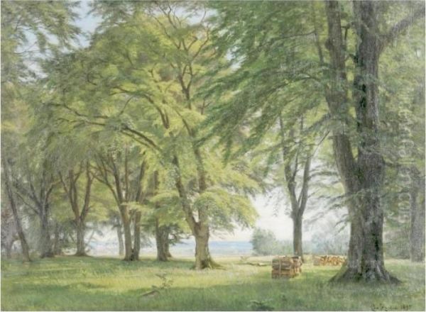 Sunlit Forest - view 1