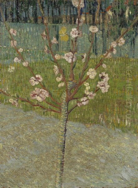 Almond Tree In Blossom - view 1