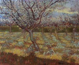 Apricot Trees In Blossom II