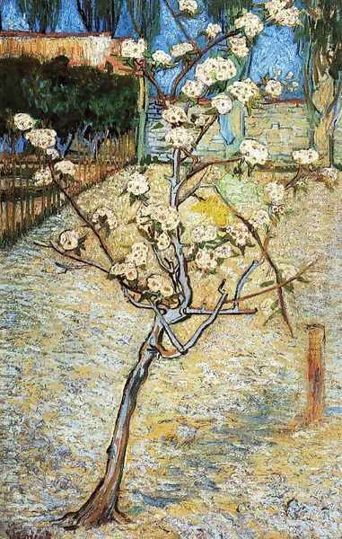 Pear Tree in Blossom - view 1