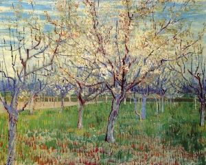 Orchard With Blossoming Apricot Trees
