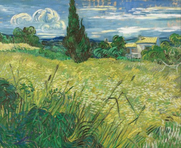 Green Wheat Field With Cypress - view 1