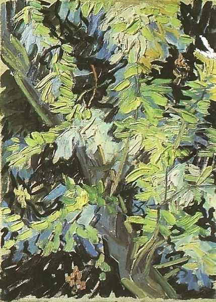 Blossoming Acacia Branches - view 1