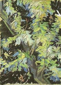 Blossoming Acacia Branches