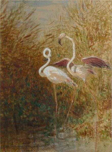 Flamands Roses Dans Les Roseaux - view 1
