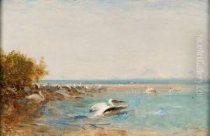 Les Pelicans