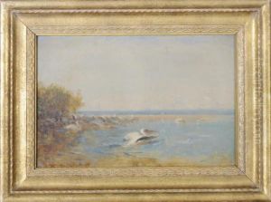 Pelicans