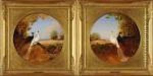 Paons Dans Un Paysage