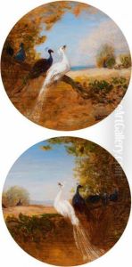 Paons Dans Un Paysage