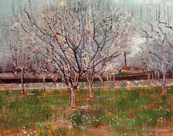 Orchard In Blossom Bordered By Cypresses - view 1