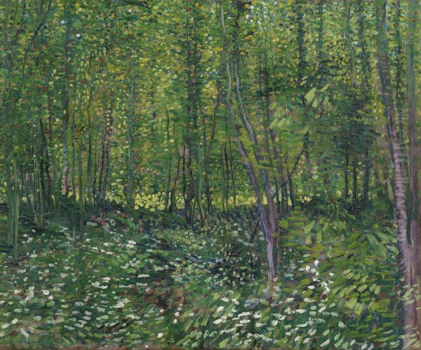 Trees And Undergrowth - view 1
