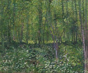 Trees And Undergrowth