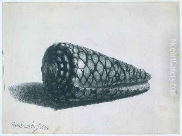 Cone Shell (Conus marmoreus) - view 1