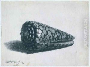Cone Shell (Conus marmoreus)