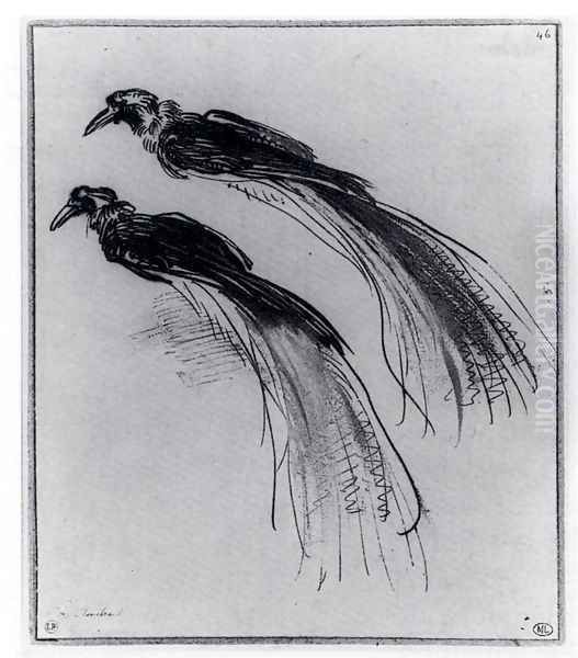 Two Studies Of A Bird Of Paradise - view 1