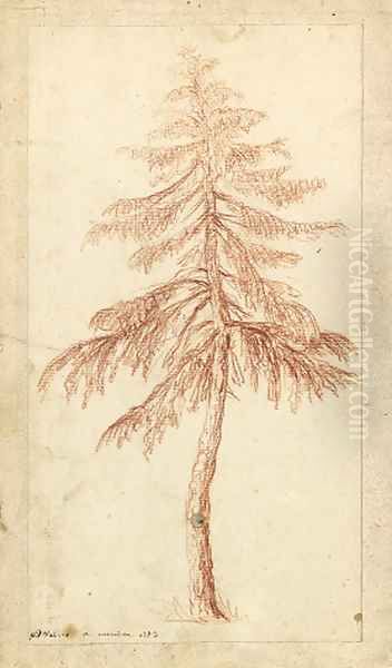 A fir tree - view 1
