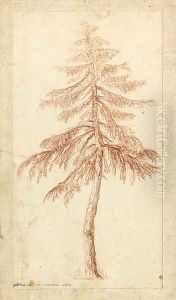 A fir tree by Pierre-Henri de Valenciennes