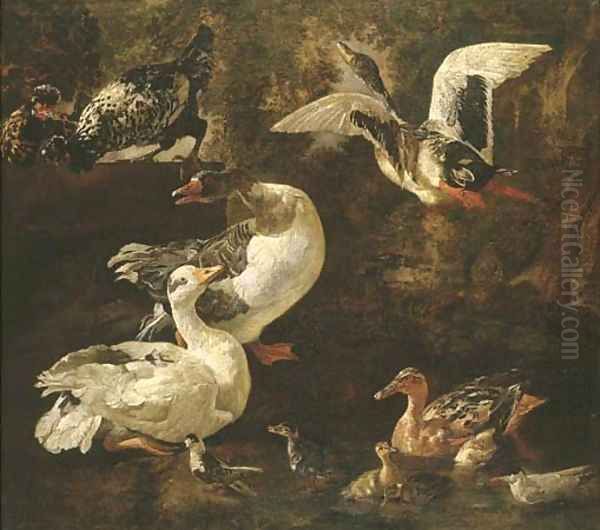Geese - view 1