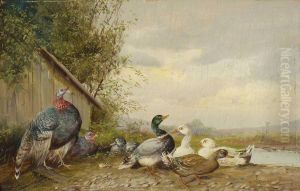 Enten Und Puter Am Teichufer