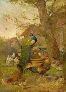 Huhner Und Pfau Huhner Und Pfau
