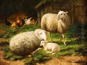 Twee Schapen Met Lammetje Op Het Boerenerf
