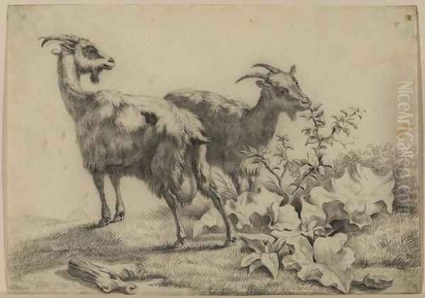 Two Goats - view 1