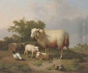 Sheep in a rural landscape Sheep in a rural landscape