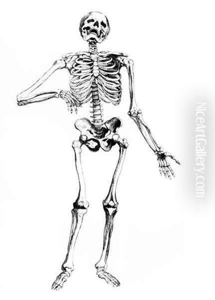 Human Skeleton - view 1